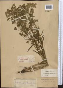 Euphorbia virgata Waldst. & Kit., Middle Asia, Dzungarian Alatau & Tarbagatai (M5) (Kazakhstan)