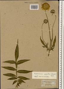 Cephalaria gigantea (Ledeb.) Bobrov, Caucasus (no precise locality) (K0)