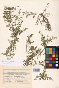 Herniaria glabra L., Eastern Europe, Central forest-and-steppe region (E6) (Russia)