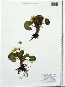 Caltha palustris var. polypetala (Hochst. ex Lorent) Huth, Caucasus, Stavropol Krai, Karachay-Cherkessia & Kabardino-Balkaria (K1b) (Russia)