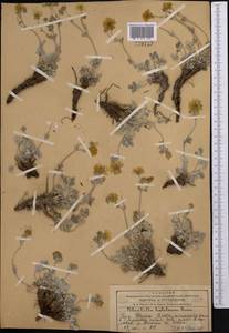 Potentilla hololeuca Boiss., Middle Asia, Western Tian Shan & Karatau (M3) (Kazakhstan)
