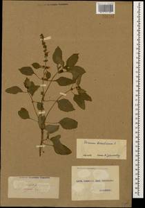 Ocimum basilicum L., Caucasus, Armenia (K5) (Armenia)