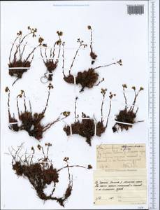 Saxifraga bronchialis subsp. spinulosa (Adam) Hultén, Siberia, Yakutia (S5) (Russia)