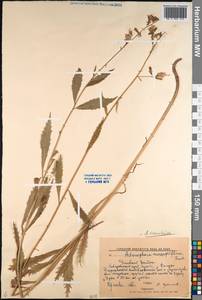 Adenophora stenanthina (Ledeb.) Kitag., Siberia, Russian Far East (S6) (Russia)