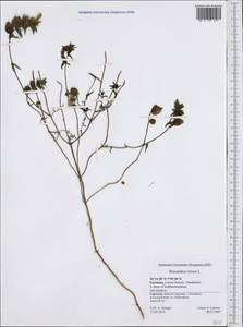 Rhinanthus minor L., Western Europe (EUR) (Germany)