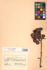 Pyrus communis L., Eastern Europe, West Ukrainian region (E13) (Ukraine)