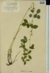 Medicago platycarpos (L.) Trautv., Siberia, Altai & Sayany Mountains (S2) (Russia)