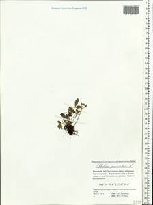 Sibbaldia procumbens L., Eastern Europe, Northern region (E1) (Russia)