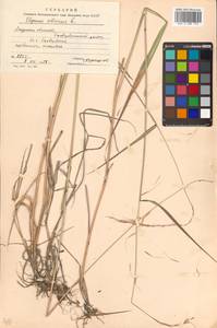 Elymus sibiricus L., Siberia, Russian Far East (S6) (Russia)