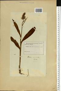 Dactylorhiza maculata (L.) Soó, Eastern Europe, Estonia (E2c) (Estonia)
