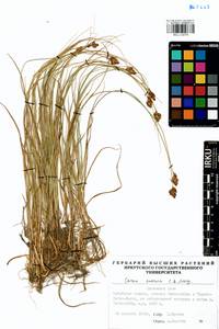 Carex enervis C.A.Mey., Siberia, Baikal & Transbaikal region (S4) (Russia)