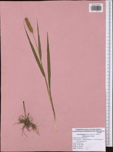 Setaria pumila (Poir.) Roem. & Schult., Eastern Europe, Central region (E4) (Russia)