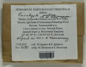 Encalypta mutica I. Hagen, Bryophytes, Bryophytes - Yakutia (B19) (Russia)