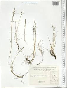 Puccinellia phryganodes (Trin.) Scribn. & Merr., Siberia, Chukotka & Kamchatka (S7) (Russia)