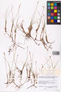 Carex rupestris All., Siberia, Western Siberia (S1) (Russia)