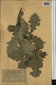 Quercus robur subsp. pedunculiflora (K.Koch) Menitsky, Western Europe (EUR) (Bulgaria)