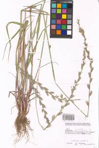 Lolium multiflorum Lam., Eastern Europe, Moscow region (E4a) (Russia)