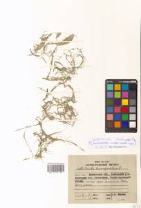 Callitriche hermaphroditica L., Siberia, Chukotka & Kamchatka (S7) (Russia)
