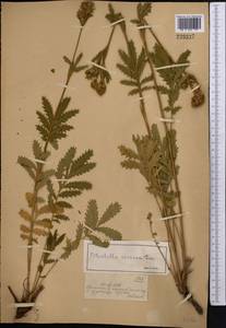 Potentilla longifolia Willd., Middle Asia, Dzungarian Alatau & Tarbagatai (M5) (Kazakhstan)