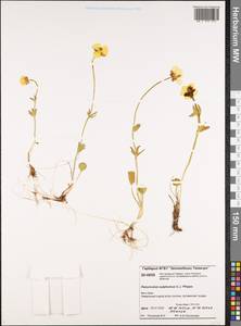 Ranunculus sulphureus Sol., Siberia, Central Siberia (S3) (Russia)