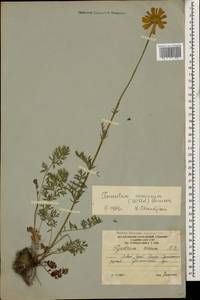 Tanacetum coccineum subsp. coccineum, Caucasus, South Ossetia (K4b) (South Ossetia)
