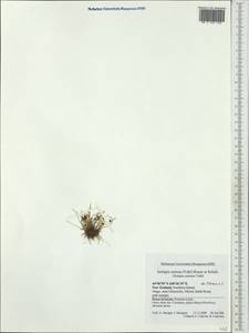 Isolepis cernua, Australia & Oceania (AUSTR) (New Zealand)
