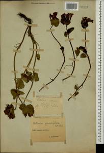 Betonica macrantha K.Koch, Caucasus, Stavropol Krai, Karachay-Cherkessia & Kabardino-Balkaria (K1b) (Russia)