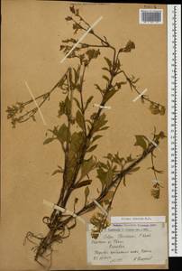 Silene dichotoma subsp. dichotoma, Caucasus, Armenia (K5) (Armenia)