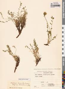 Oxytropis leucantha subsp. tschukotcensis Jurtzev, Siberia, Chukotka & Kamchatka (S7) (Russia)