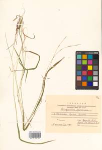 Brachypodium sylvaticum (Huds.) P.Beauv., Siberia, Russian Far East (S6) (Russia)