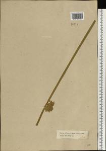 Juncus effusus L., Eastern Europe, Moscow region (E4a) (Russia)
