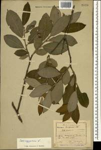 Salix aegyptiaca L., Caucasus, Dagestan (K2) (Russia)