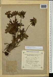 Anemonastrum narcissiflorum subsp. fasciculatum (L.) Raus, Caucasus, Dagestan (K2) (Russia)