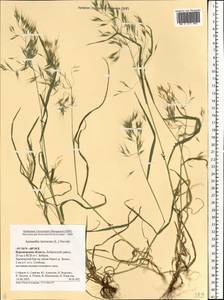 Bromus tectorum L., Eastern Europe, Central forest-and-steppe region (E6) (Russia)