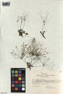 Androsace filiformis Retz., Siberia, Altai & Sayany Mountains (S2) (Russia)