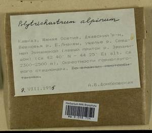 Polytrichastrum alpinum (Hedw.) G.L. Sm., Bryophytes, Bryophytes - Transcaucasia (B13) (South Ossetia)