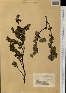 Betula glandulosa Michx., Siberia, Altai & Sayany Mountains (S2) (Russia)