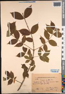 Euonymus verrucosus Scop., Siberia, Russian Far East (S6) (Russia)