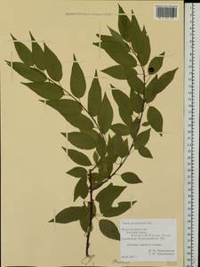 Prunus pensylvanica L. fil., Eastern Europe, Volga-Kama region (E7) (Russia)