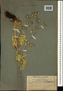 Eryngium billardierei F. Delaroche, Caucasus, Armenia (K5) (Armenia)