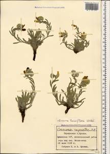 Onosma tenuiflora Willd., Caucasus, Armenia (K5) (Armenia)