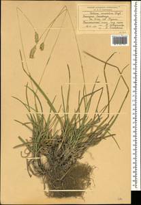 Sesleria alba Sm., Caucasus, Black Sea Shore (from Novorossiysk to Adler) (K3) (Russia)