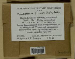 Homalothecium lutescens (Hedw.) H. Rob., Bryophytes, Bryophytes - North Caucasus & Ciscaucasia (B12) (Russia)