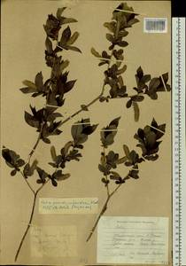 Salix pseudopentandra (Flod.) Flod., Siberia, Russian Far East (S6) (Russia)