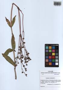 Lapsana communis L., Siberia, Altai & Sayany Mountains (S2) (Russia)