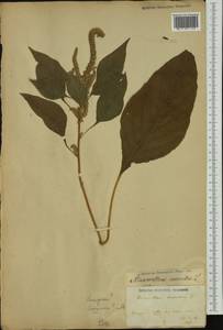 Amaranthus cruentus L., Australia & Oceania (AUSTR)
