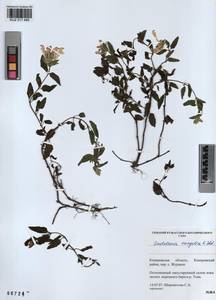 Scutellaria mongolica Sobolevsk., Siberia, Altai & Sayany Mountains (S2) (Russia)