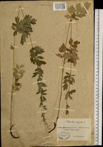 Thalictrum simplex L., Siberia, Yakutia (S5) (Russia)