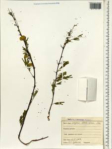 Acacia, South Asia, South Asia (Asia outside ex-Soviet states and Mongolia) (ASIA) (India)