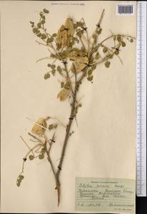 Colutea paulsenii subsp. orbiculata (Sumnev.)Yakovlev, Middle Asia, Pamir & Pamiro-Alai (M2) (Uzbekistan)